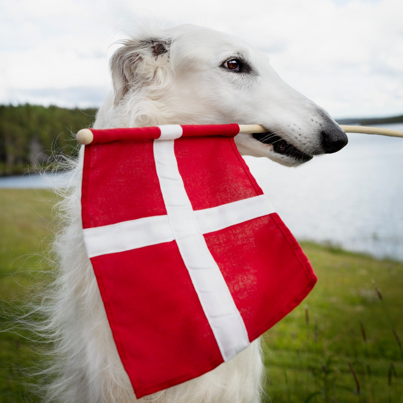 Hurraflag i ægte flagdug - enkeltvis eller 3-pak